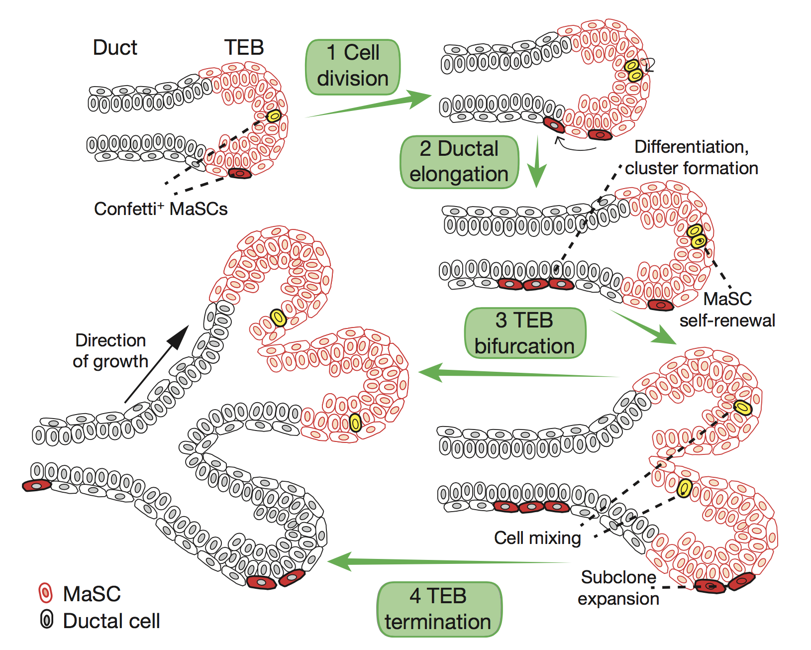 First Look At Stem Cells Shaping Healthy Breast Tissue Hubrecht Institute 9444