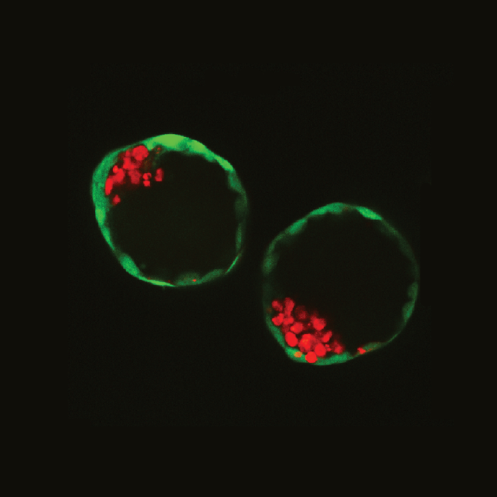 moderna embryonic stem cells