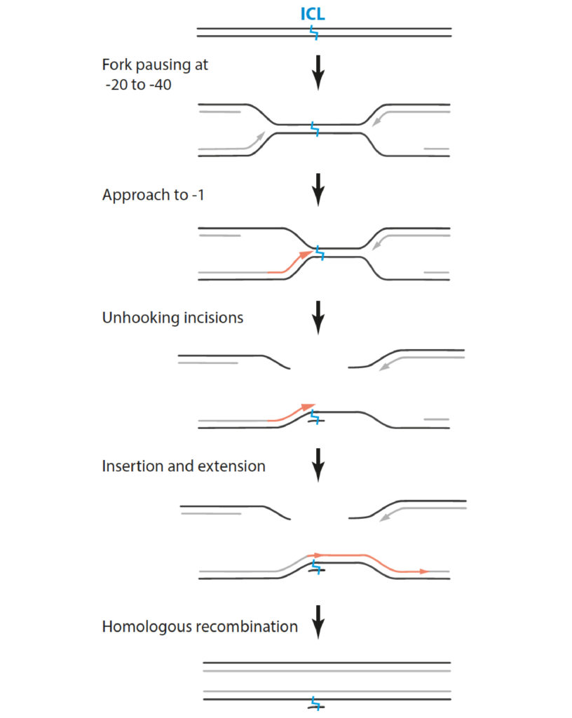 PhD defense Wouter Hoogenboom: Repair of DNA interstrand crosslinks ...