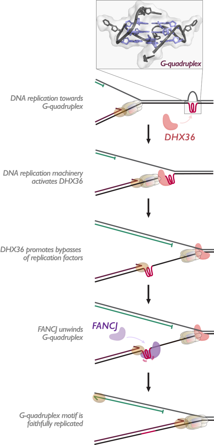 Unwinding DNA ‘knots’