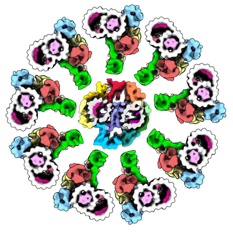 A three-dimensional structural model of the axoneme, a microtubule-based structure in sperm cells.